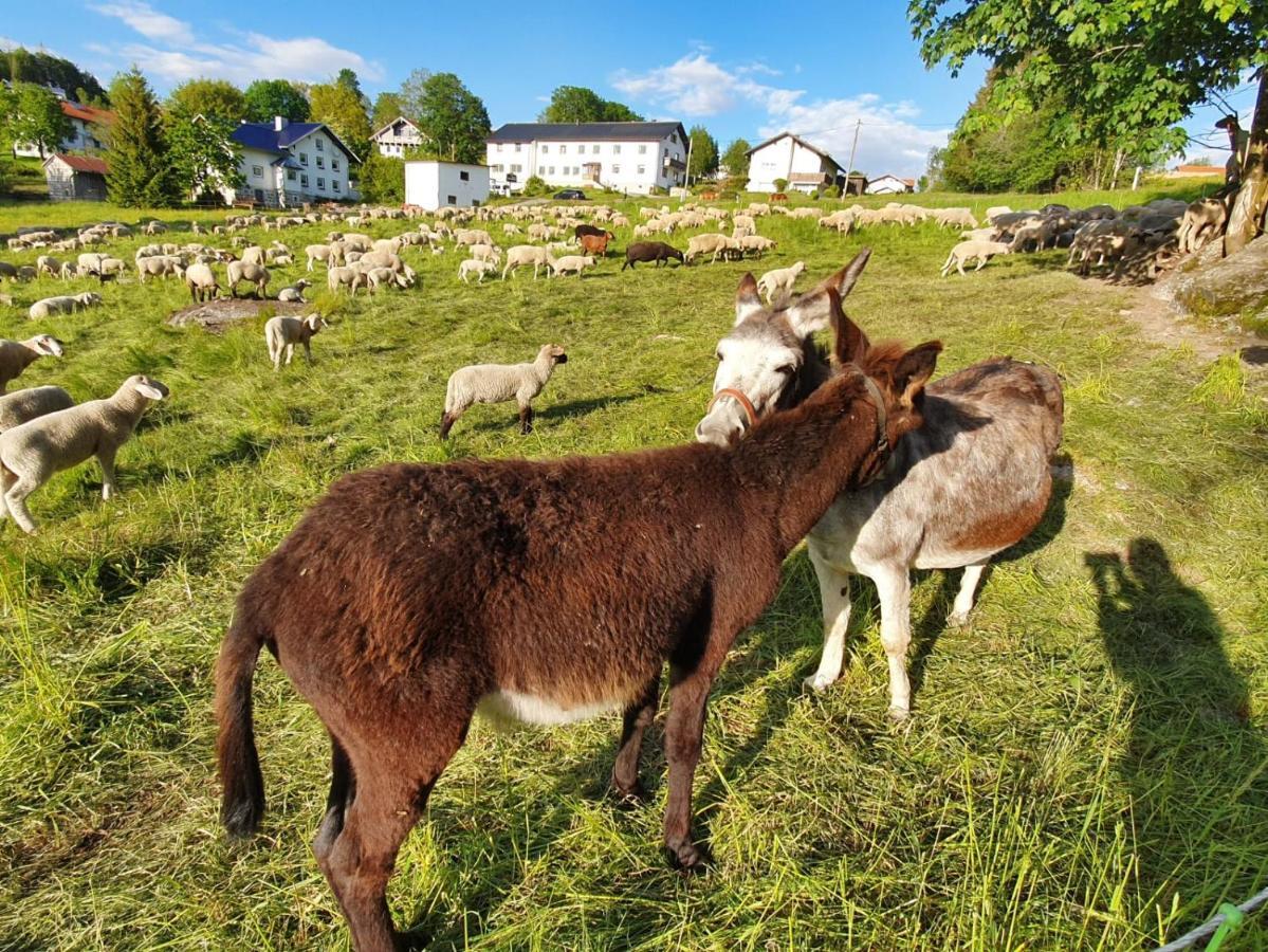 Apartmán Haus Bergblick Mauth Exteriér fotografie